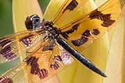 Graphic Flutterer (Rhyothemis graphiptera)